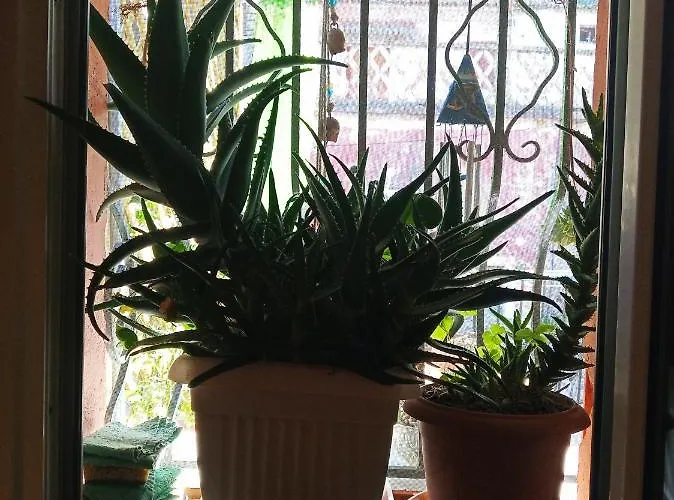 Irene's Loft